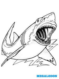 image grand requin blanc