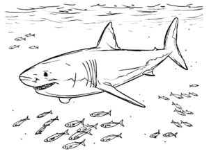 megalodon coloriage