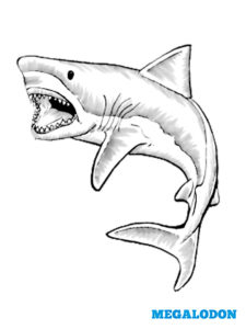 coloriages grands requins