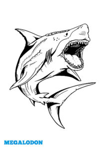 image grand requin blanc