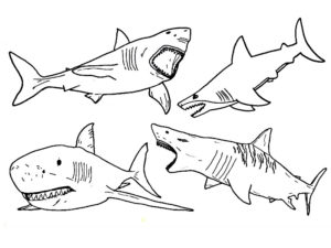 megalodon coloriage
