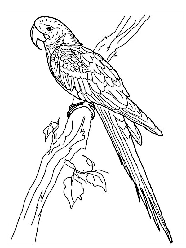 Coloriages animaux des Calanques PDF à imprimer chez soi