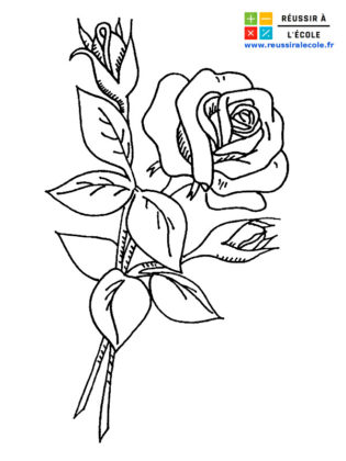 dessin d une rose