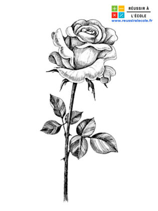 dessin d une rose