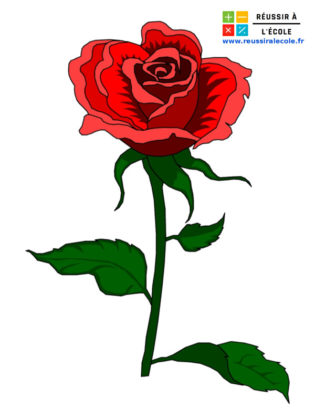 dessin d une rose