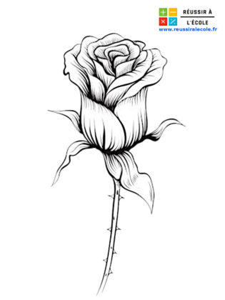 dessin de rose