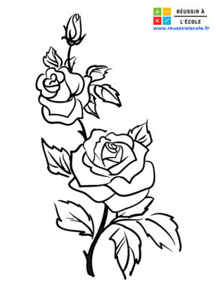 dessin de rose