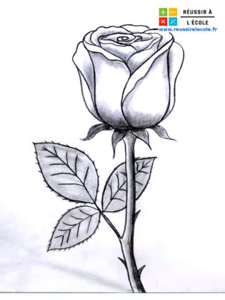 dessin rose