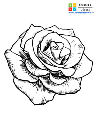 dessin rose