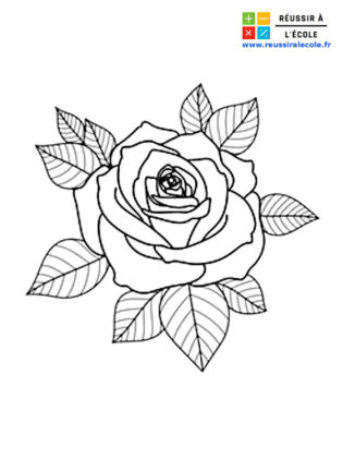 dessin rose