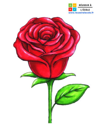 rose dessin