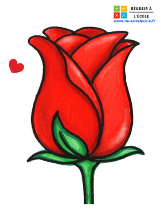 rose dessin