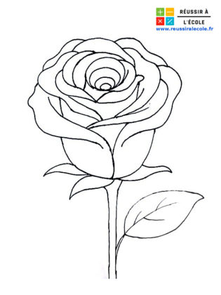 rose dessin