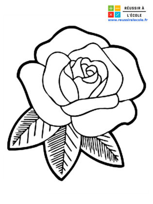 rose dessin