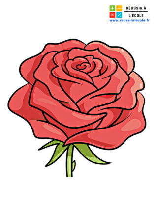 rose dessin