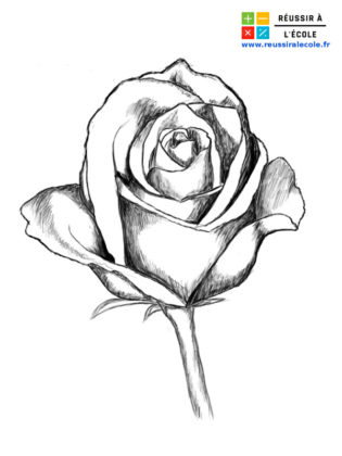 rose dessin