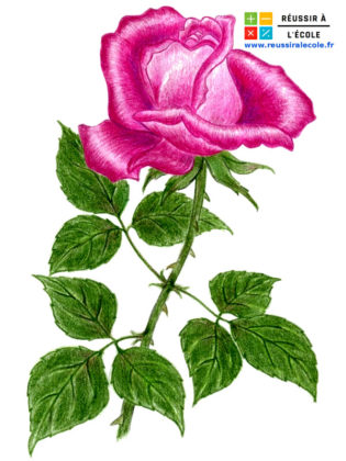 rose dessin