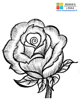 rose dessin