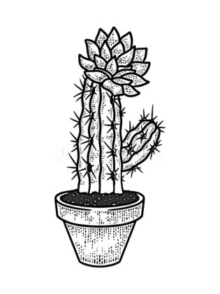 cactus dessin