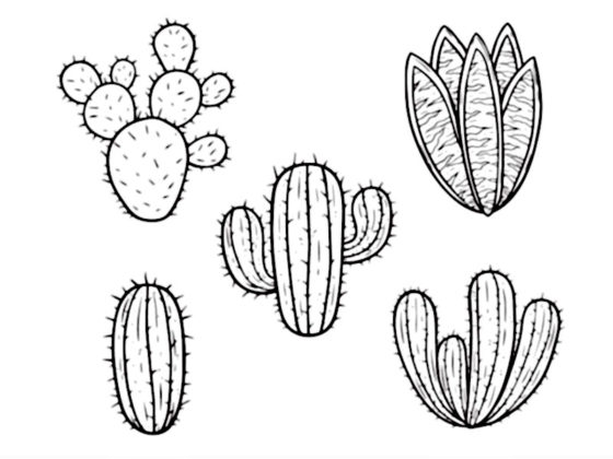 cactus dessin facile
