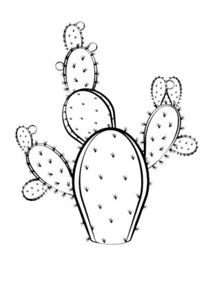 dessin cactus facile