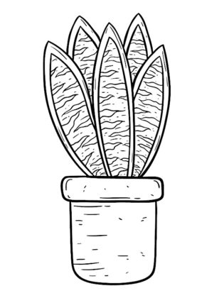dessin de cactus