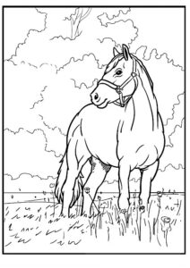 cheval dessin