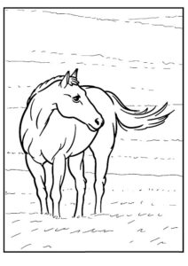 cheval dessin