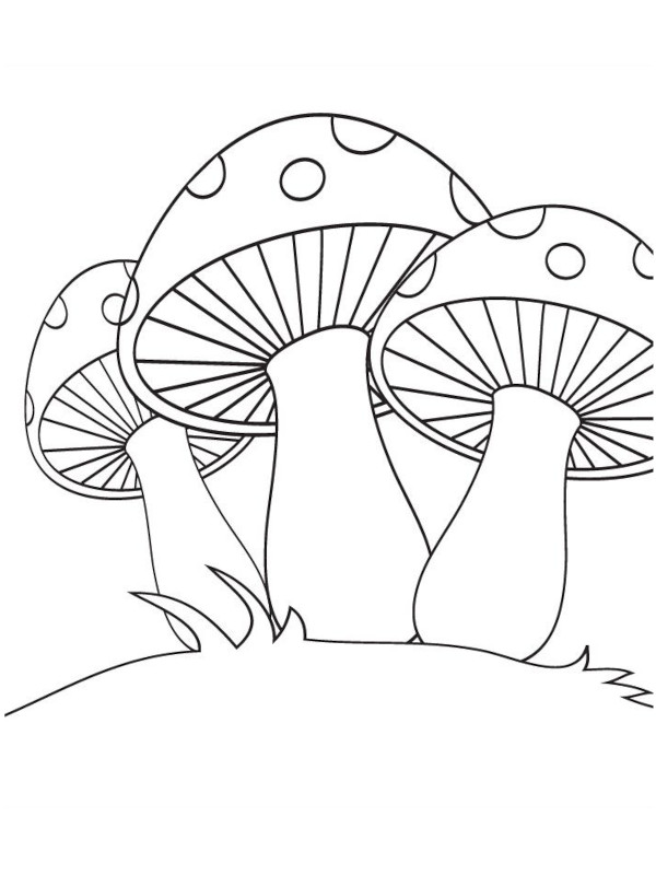champignon dessin