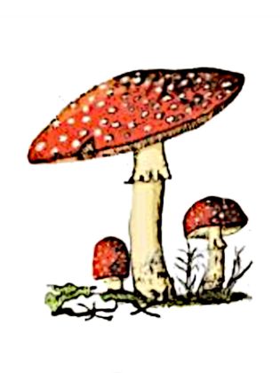 coloriage champignon à imprimer