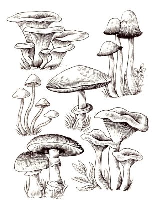 dessin champignon a imprimer
