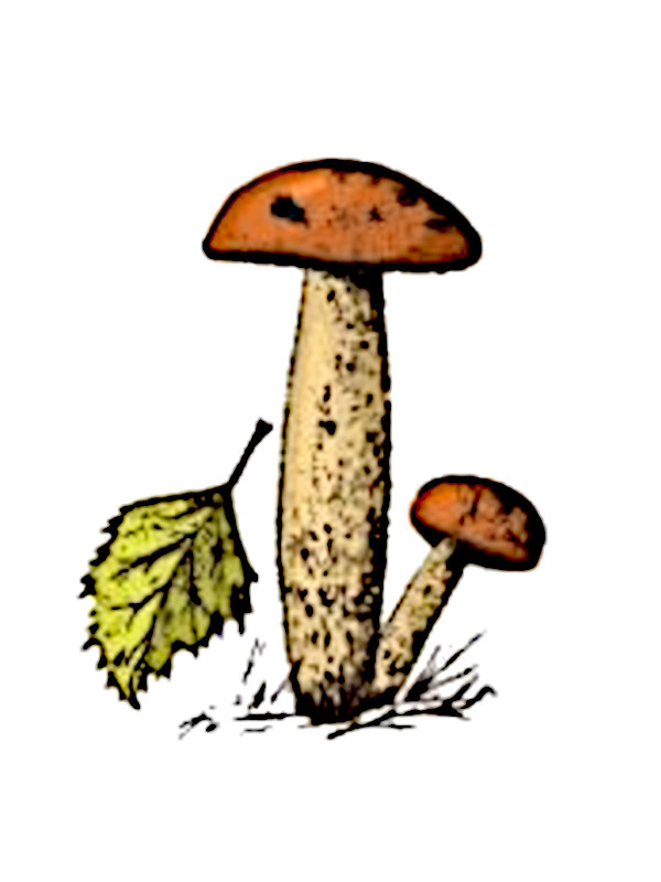 dessin champignon à imprimer