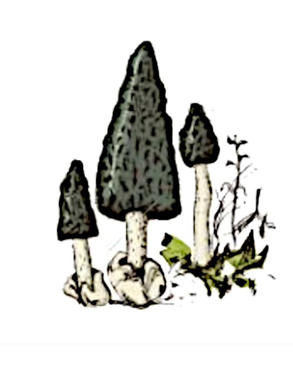 illustration champignon
