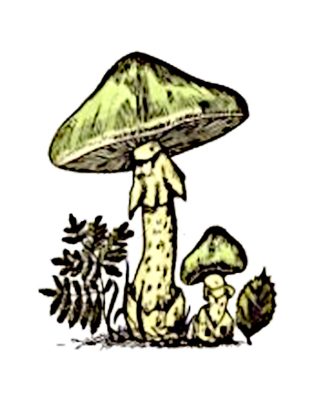 image de champignon