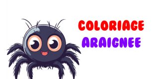 coloriage araignee